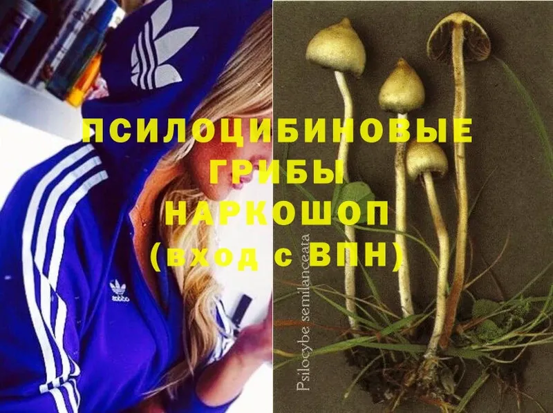 купить наркоту  Нестеров  Галлюциногенные грибы Cubensis 